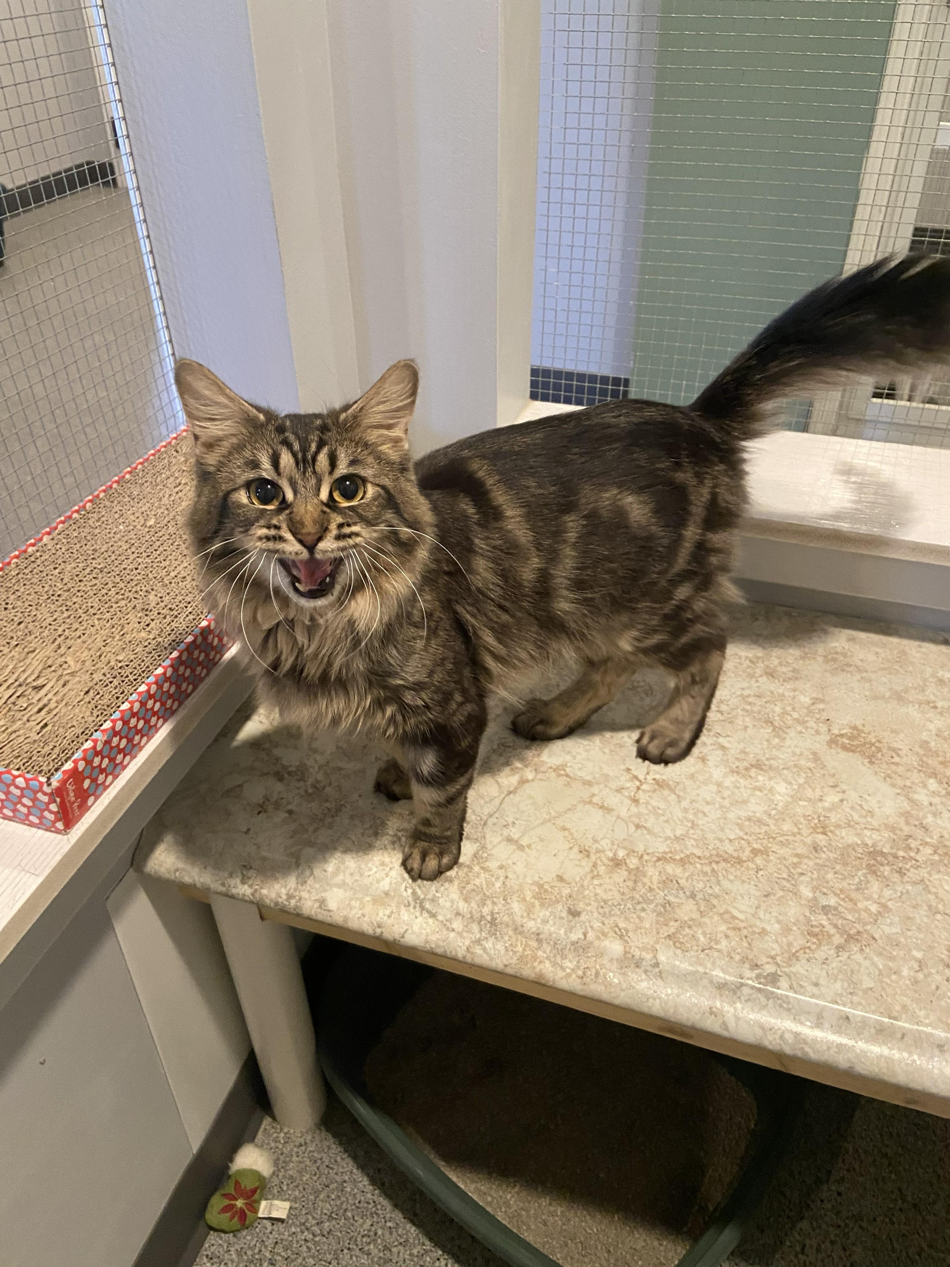 Enlarge Rocky, a ADOPTABLE Domestic Medium Hair in Lincoln, NE image 3/3