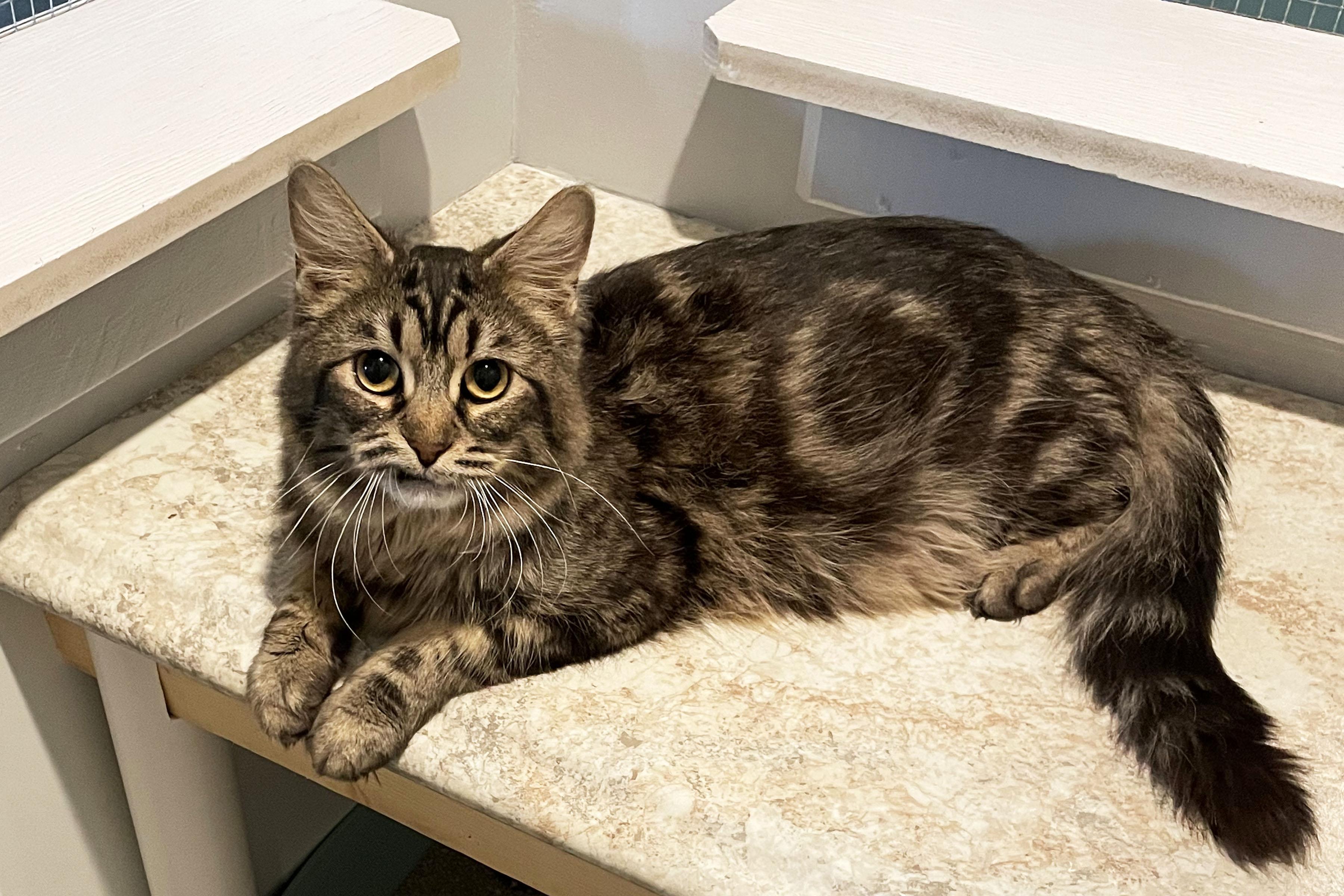 Rocky, ADOPTABLE, Adult Male Domestic Medium Hair.