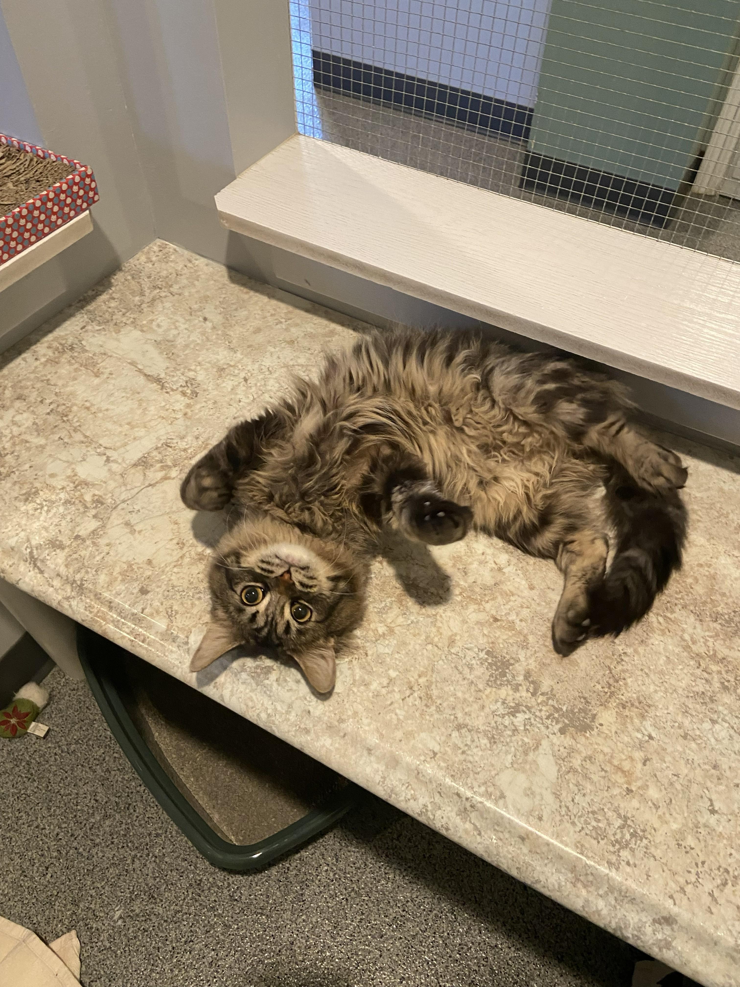 Enlarge Rocky, a ADOPTABLE Domestic Medium Hair in Lincoln, NE image 2/3