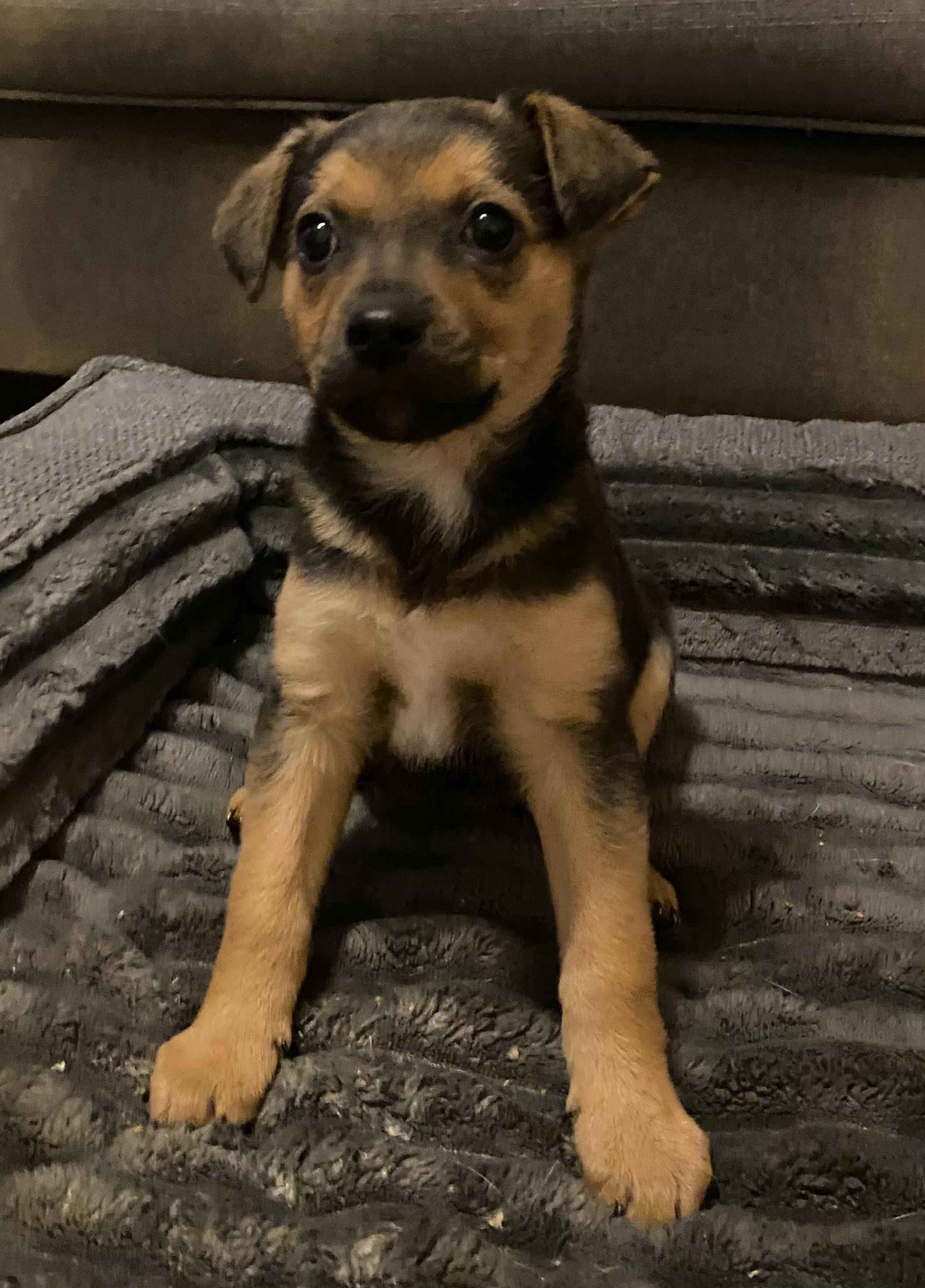 Enlarge Reece, an adopted mixed breed in Kannapolis, NC image 2/2