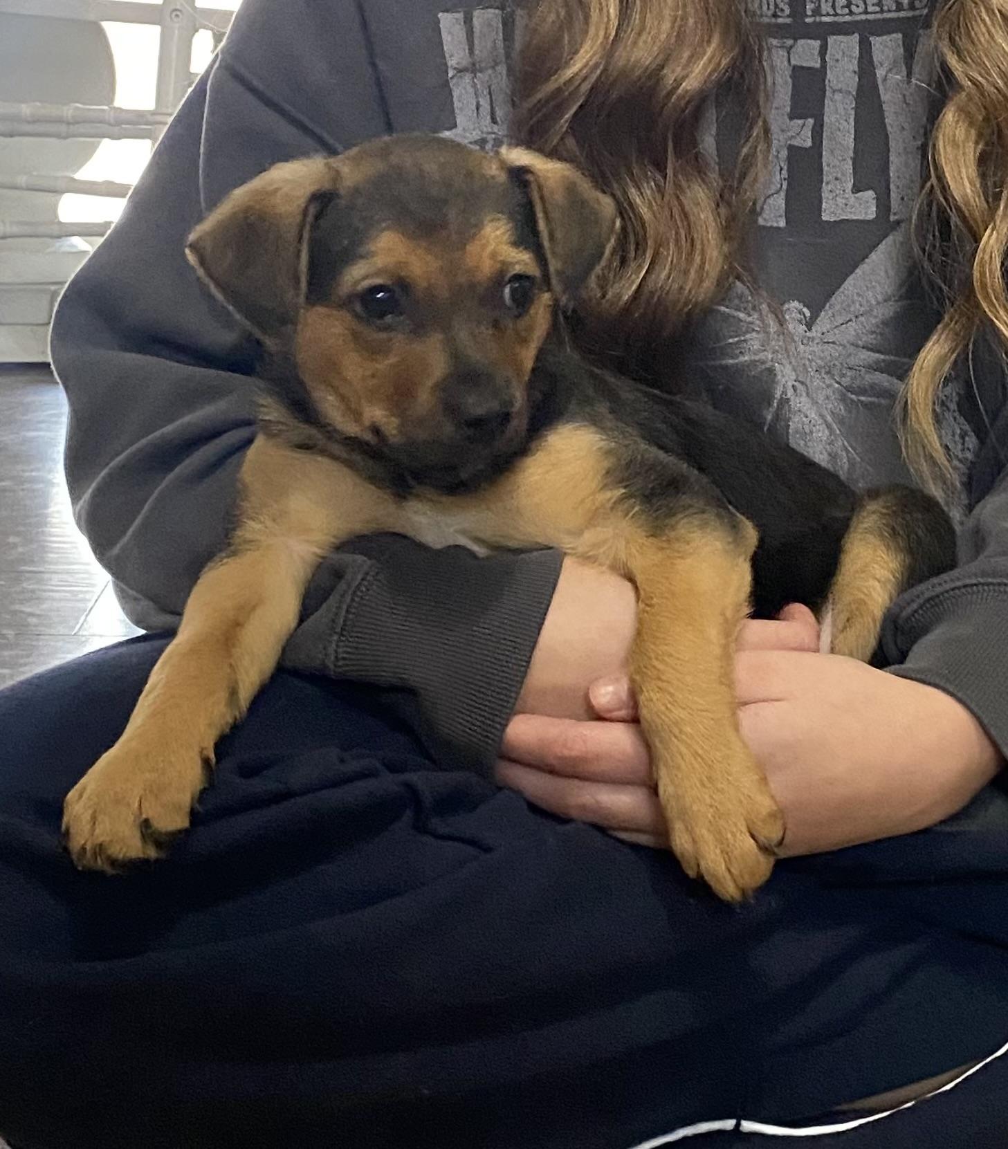 Reece, adopted, Puppy Female Terrier.