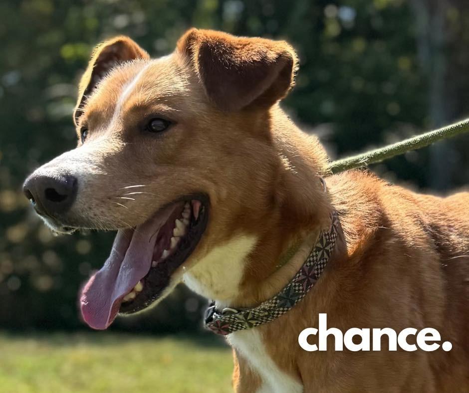 Chance, Adoptable, Adult Male Mixed Breed.