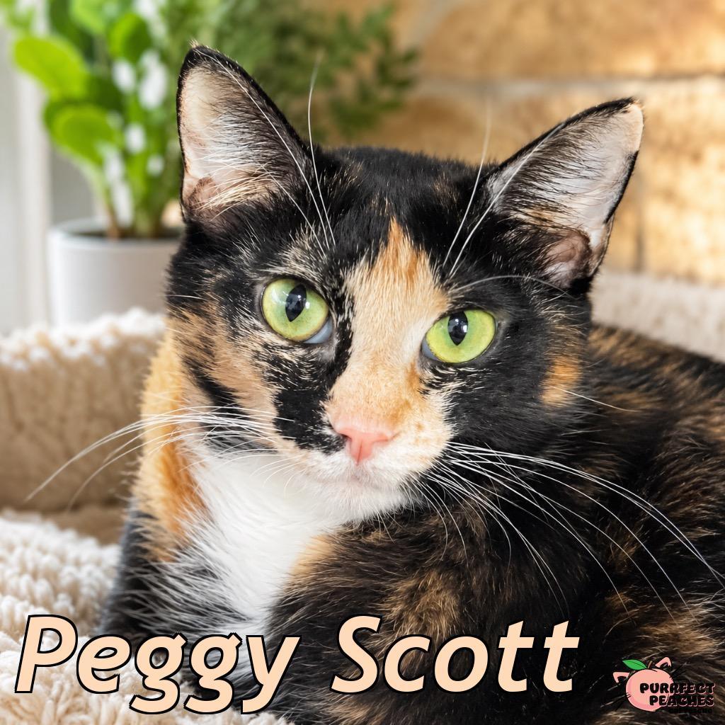Peggy Scott, Adoptable, Young Female Domestic Short Hair.