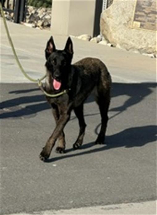 SKITTLES, Adoptable, Adult Female Belgian Shepherd / Malinois.