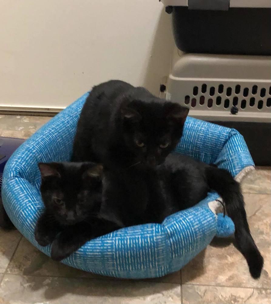 Scout, Adopted, Kitten Female Domestic Short Hair.