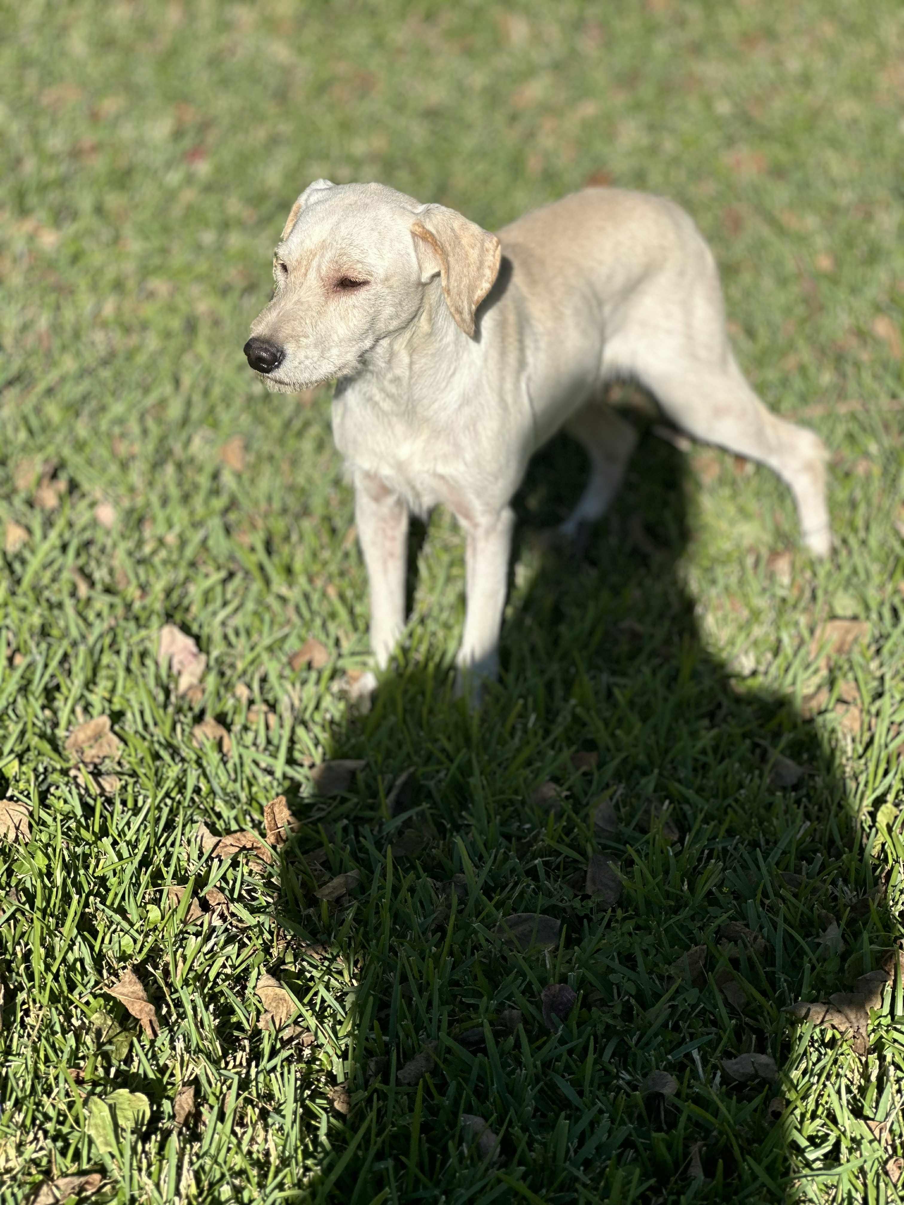 Marty, a Adoptable mixed breed in Woodstock, ON image 1/6