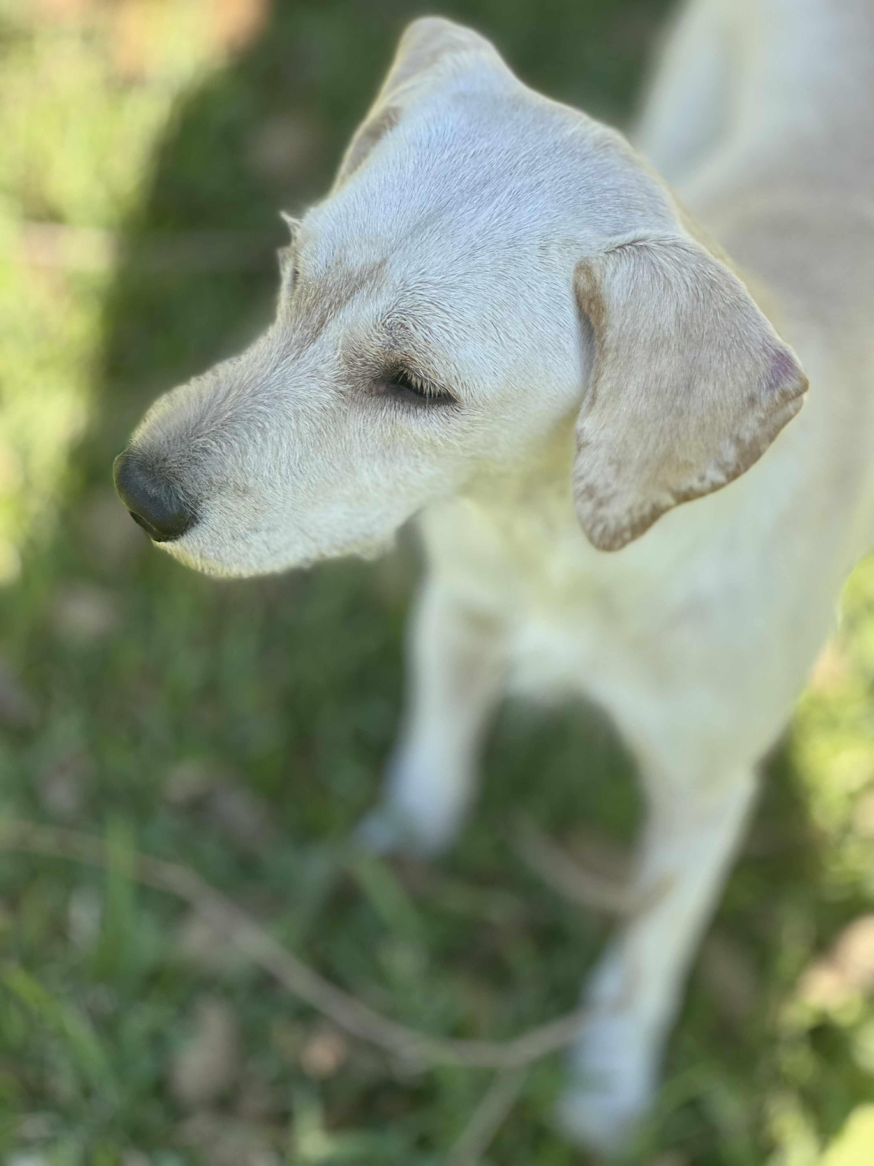Marty, a Adoptable mixed breed in Woodstock, ON image 2/6
