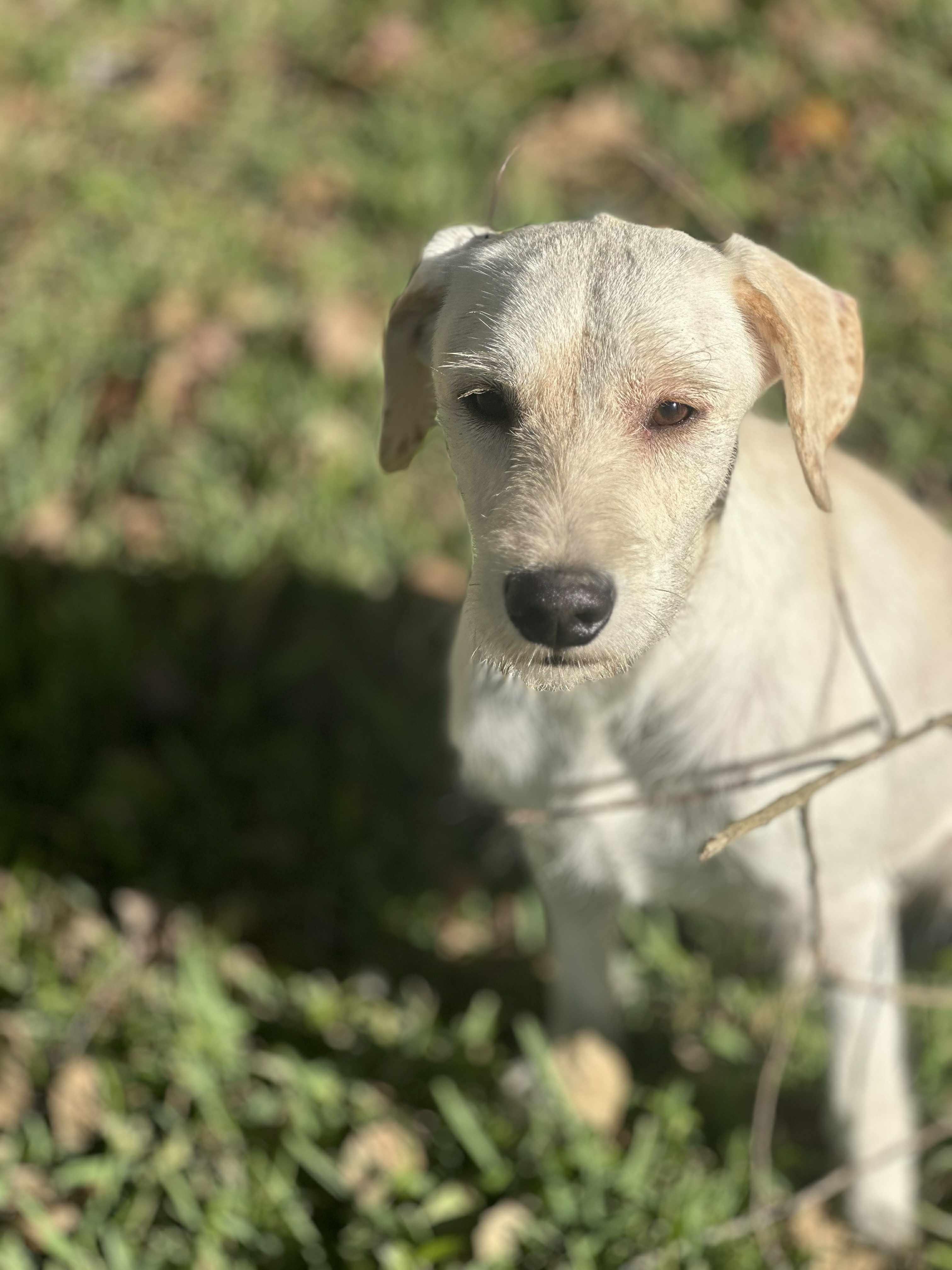 Marty, a Adoptable mixed breed in Woodstock, ON image 3/6
