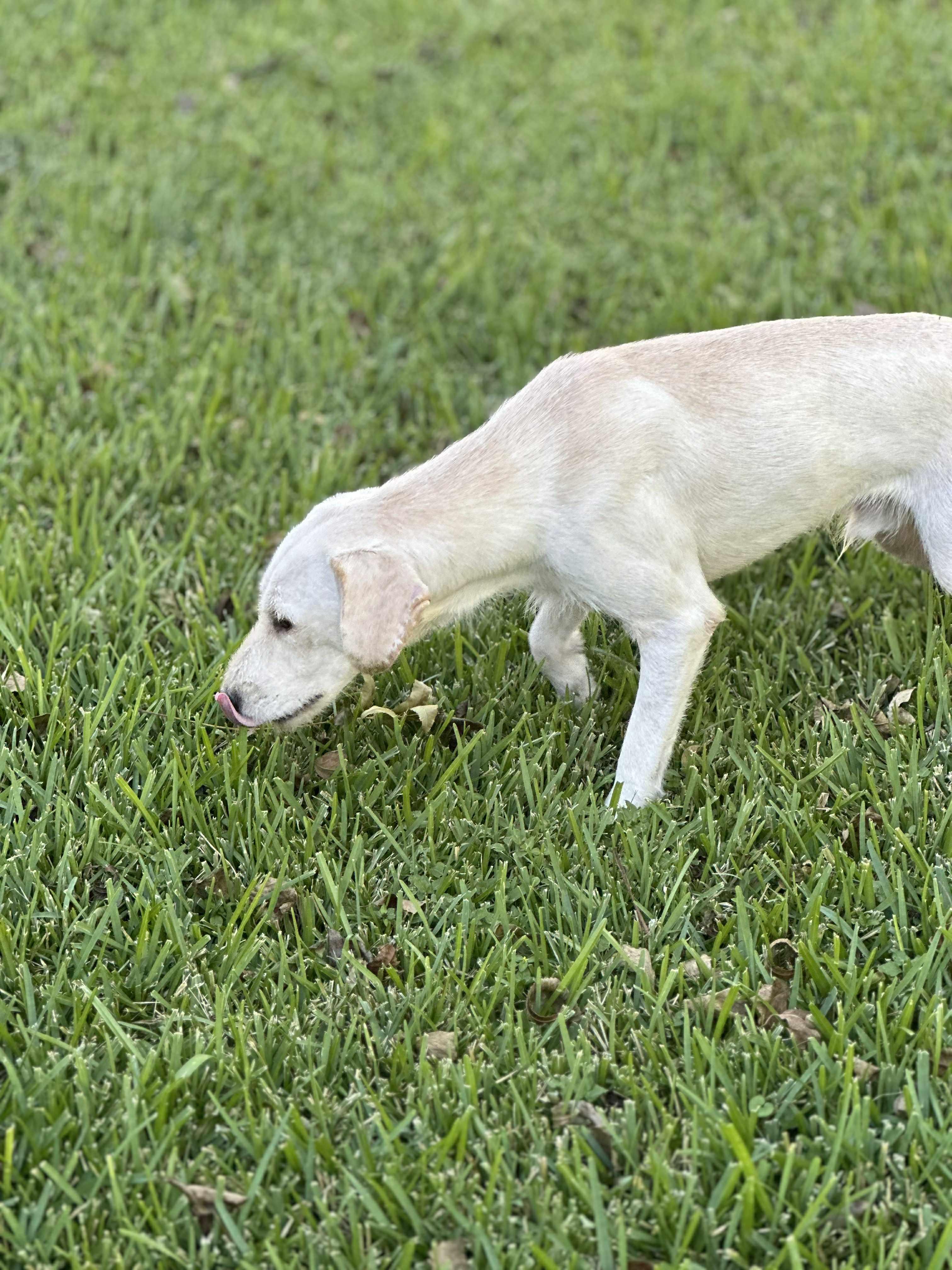 Marty, a Adoptable mixed breed in Woodstock, ON image 4/6