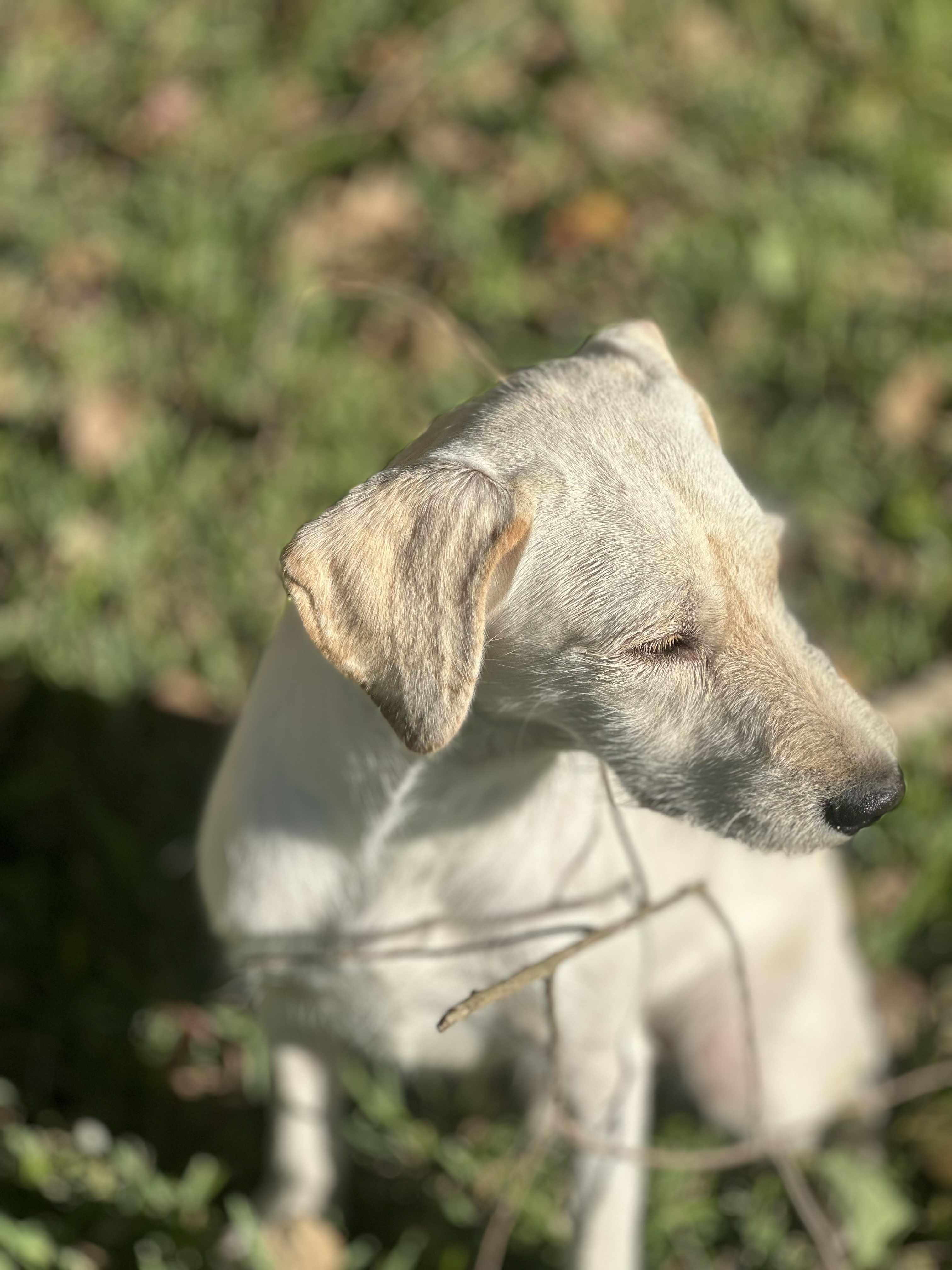 Marty, a Adoptable mixed breed in Woodstock, ON image 6/6