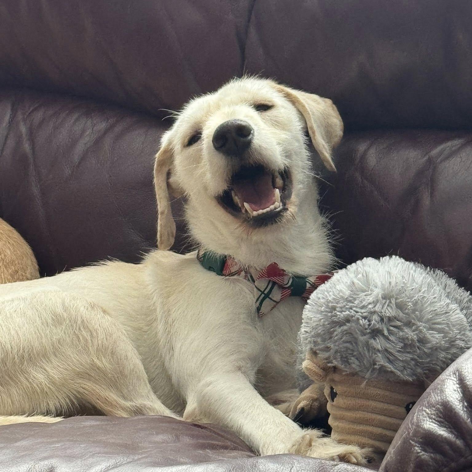 Marty, adoptable, Adult Male Terrier.