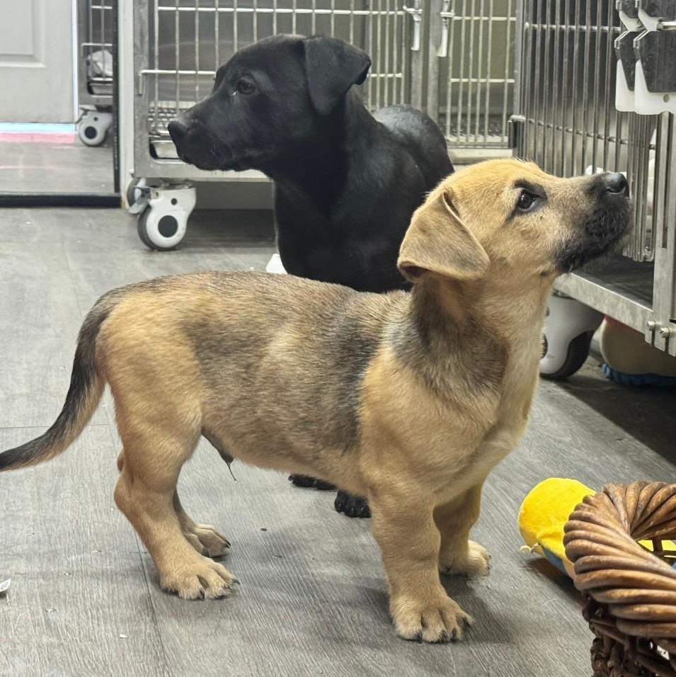 Enlarge Tootsie Roll, a Adoptable mixed breed in Pittsburgh, PA image 3/4