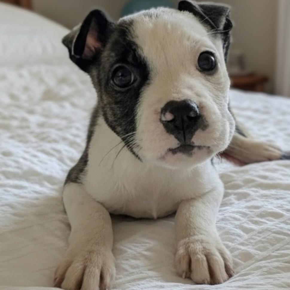 Cordelia, Adoptable, Puppy Female Terrier & Pit Bull Terrier.