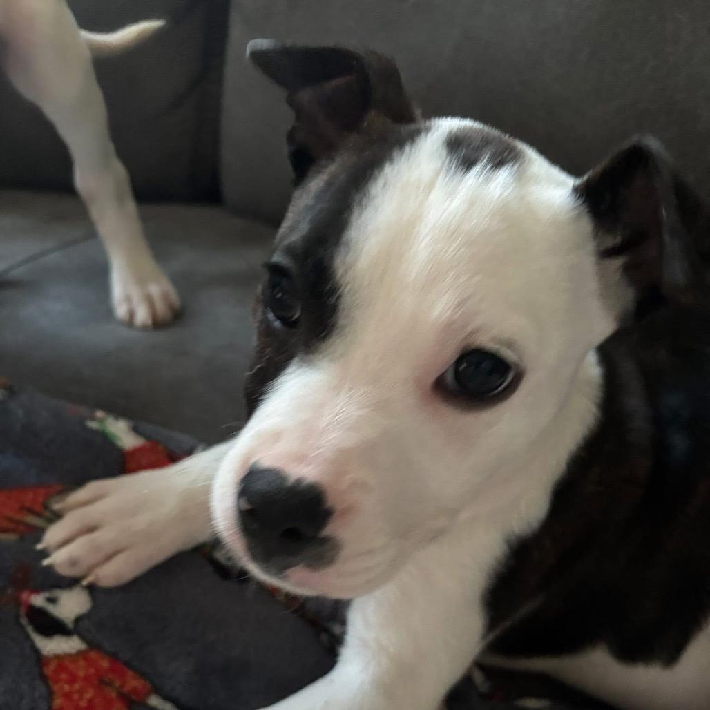 Cordelia thumbnail 3