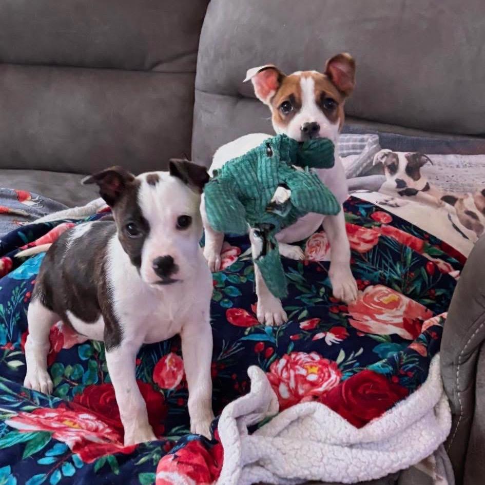 Cordelia thumbnail 4