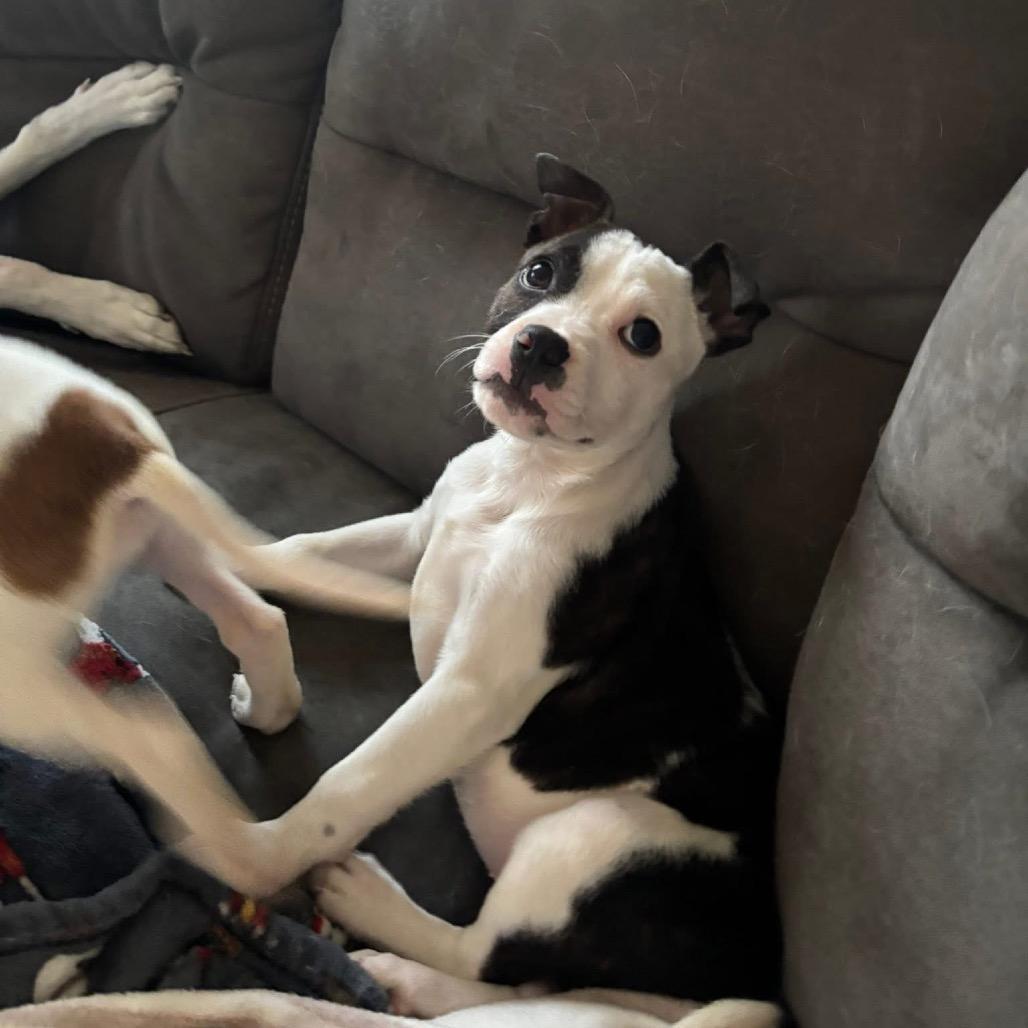 Cordelia thumbnail 5