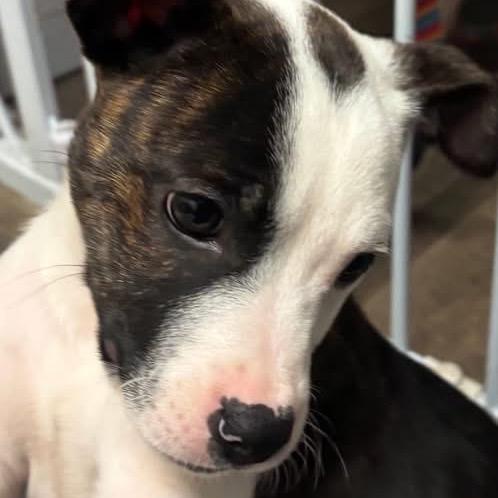 Cordelia thumbnail 6