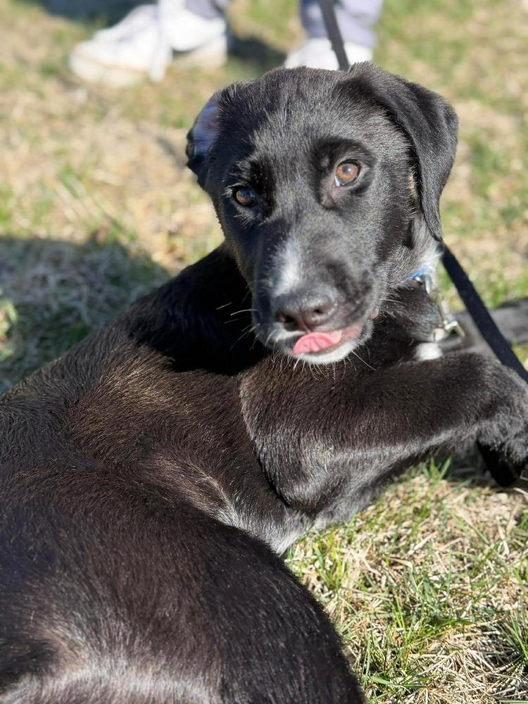 Enlarge Vax (FKA Scriabin), a Adopted Pit Bull Terrier in Indianapolis, IN image 3/5