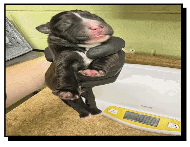 Enlarge Vax (FKA Scriabin), a Adopted Pit Bull Terrier in Indianapolis, IN image 4/5