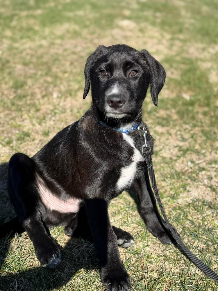 Enlarge Vax (FKA Scriabin), a Adopted Pit Bull Terrier in Indianapolis, IN image 5/5