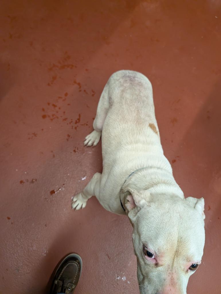 Enlarge Brutus, a Adoptable Pit Bull Terrier in Douglasville, GA image 1/6