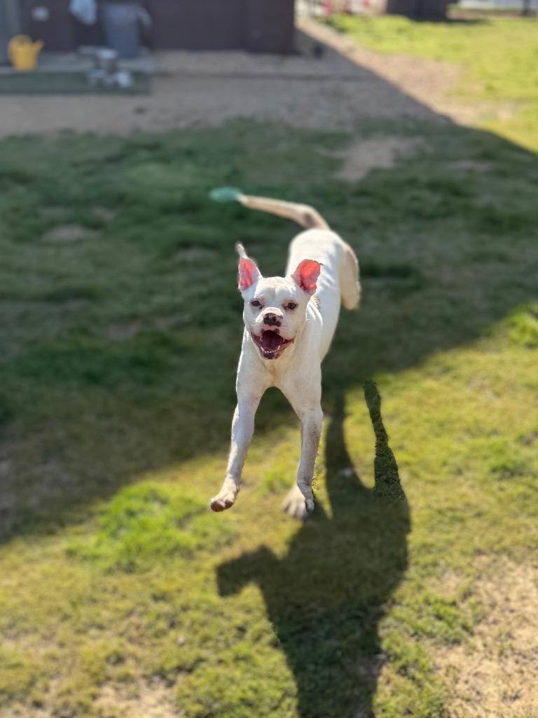 Enlarge Brutus, a Adoptable Pit Bull Terrier in Douglasville, GA image 2/6