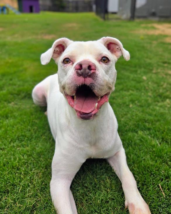 Enlarge Brutus, a Adoptable Pit Bull Terrier in Douglasville, GA image 3/6