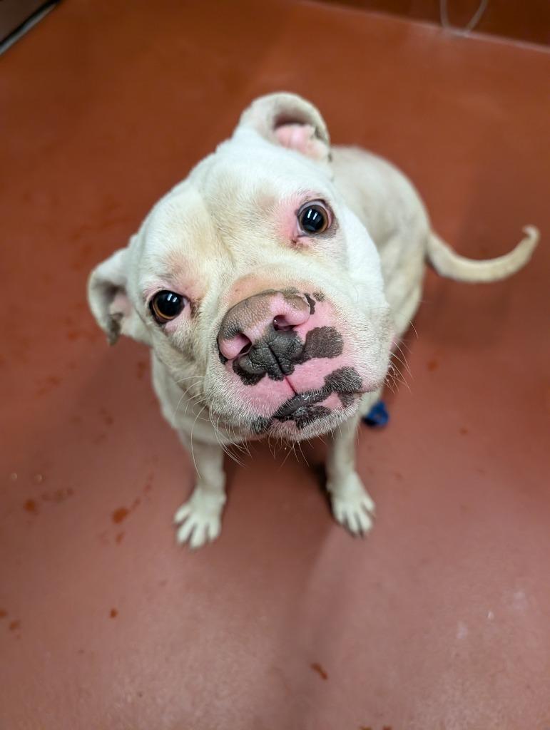 Enlarge Brutus, a Adoptable Pit Bull Terrier in Douglasville, GA image 4/6