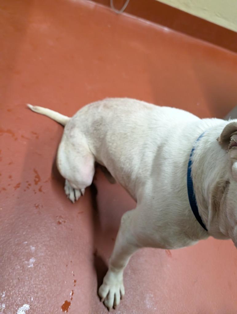 Enlarge Brutus, a Adoptable Pit Bull Terrier in Douglasville, GA image 5/6