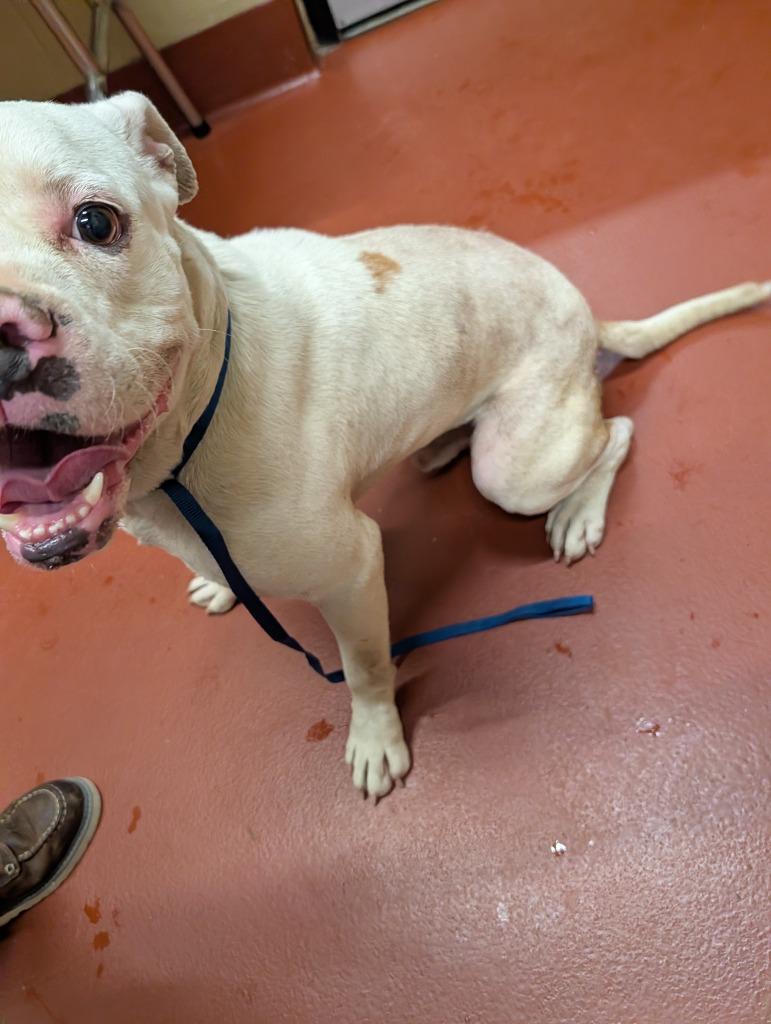 Enlarge Brutus, a Adoptable Pit Bull Terrier in Douglasville, GA image 6/6