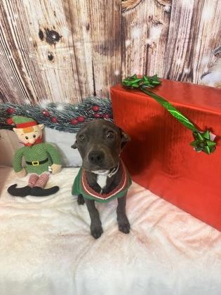 Enlarge Rhonda, a Adoptable mixed breed in Cedar Hill, TX image 1/2