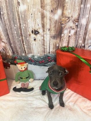 Enlarge Rhonda, a Adoptable mixed breed in Cedar Hill, TX image 2/2