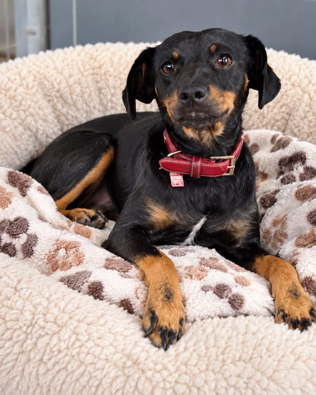 Enlarge Tonka, a Adoptable Miniature Pinscher in Midway, UT image 1/2