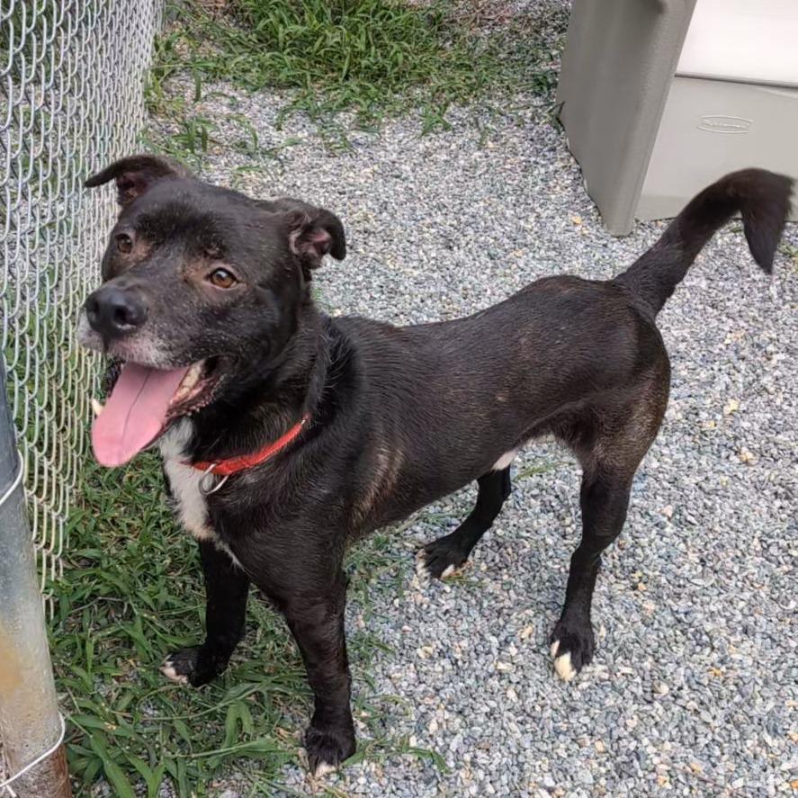 Goose, Adoptable, Adult Male Mixed Breed.
