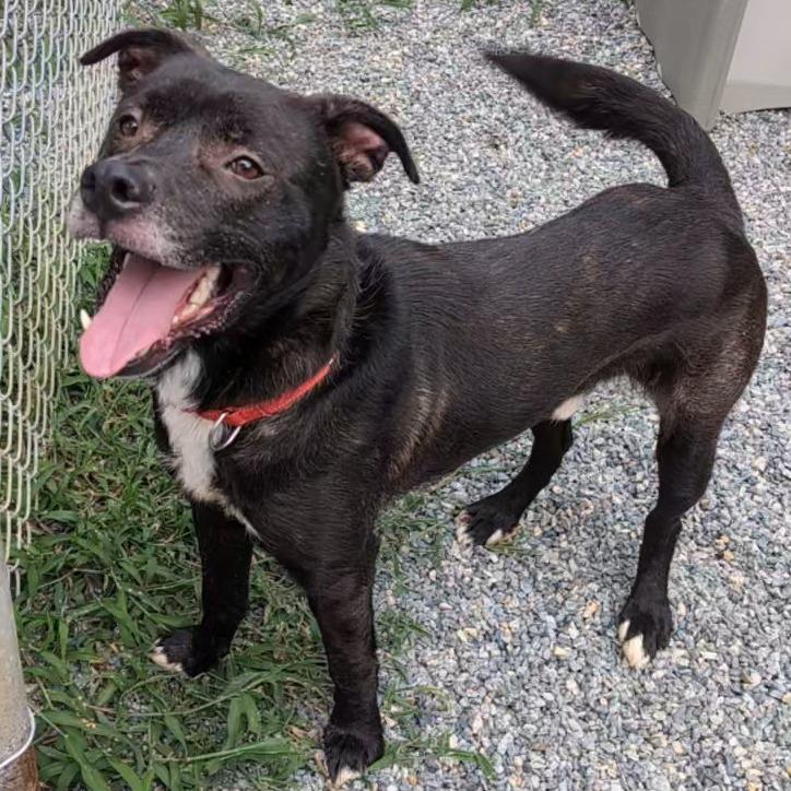 Enlarge Goose, a Adoptable Mixed Breed in Fredericksburg, VA image 2/4