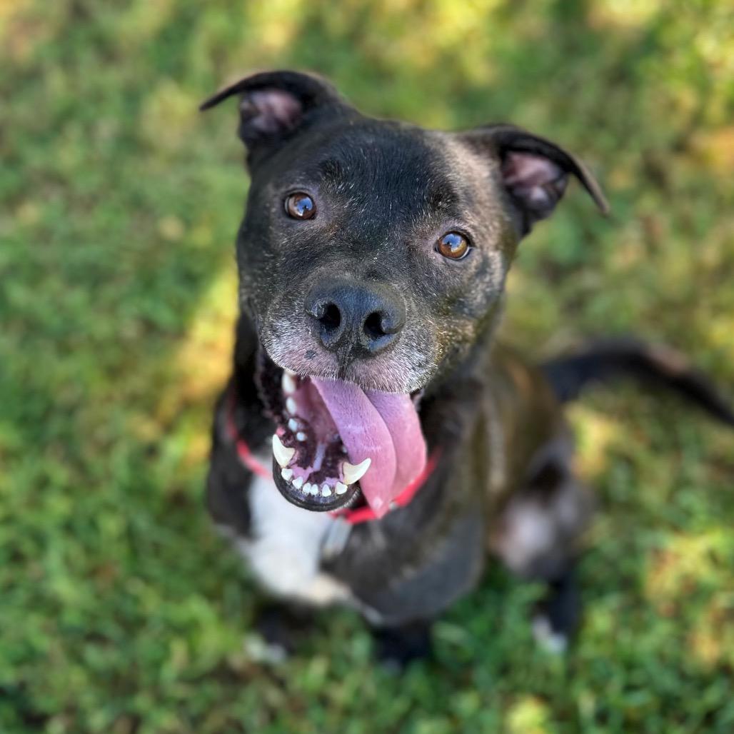 Enlarge Goose, a Adoptable Mixed Breed in Fredericksburg, VA image 3/4