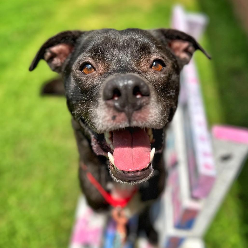 Enlarge Goose, a Adoptable Mixed Breed in Fredericksburg, VA image 4/4
