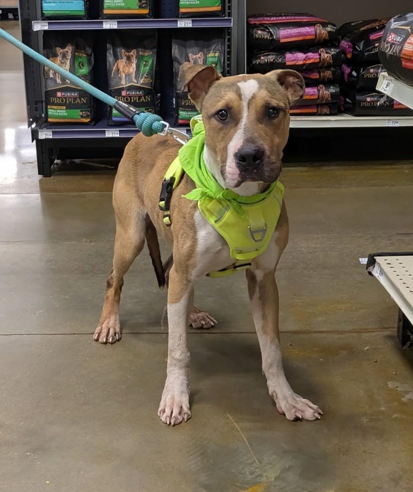 Enlarge Slim Jim, a Adoptable mixed breed in Florence, SC image 1/6