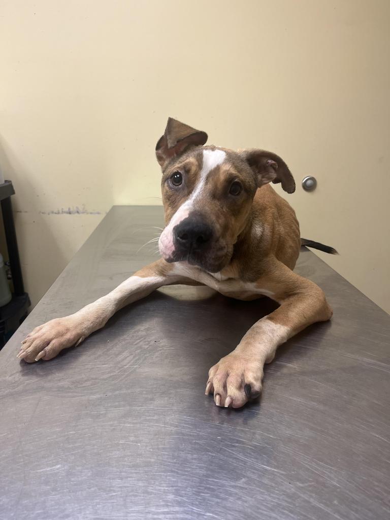 Enlarge Slim Jim, a Adoptable mixed breed in Florence, SC image 4/6