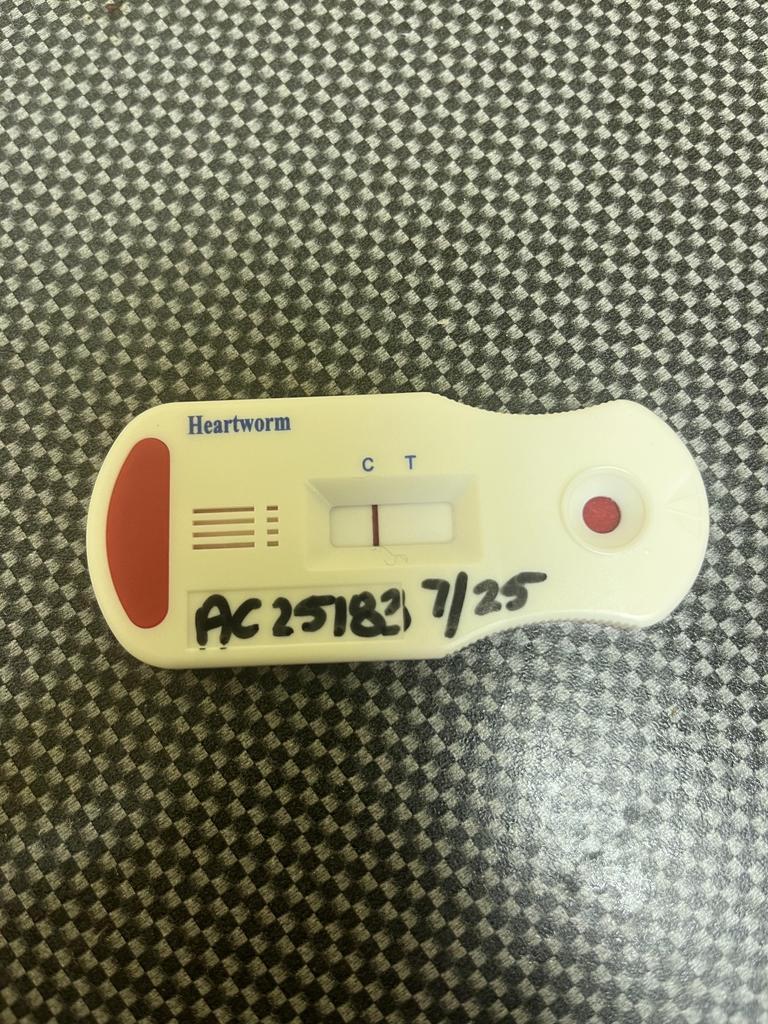 Enlarge Slim Jim, a Adoptable mixed breed in Florence, SC image 5/6