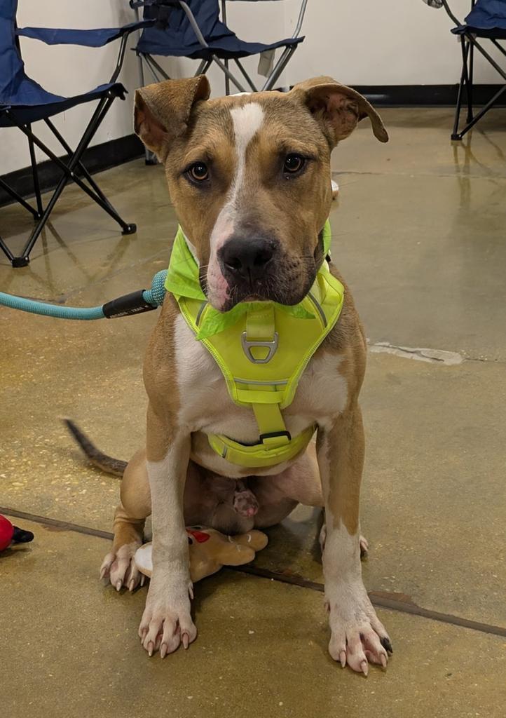 Enlarge Slim Jim, a Adoptable mixed breed in Florence, SC image 6/6