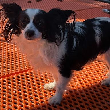 Cowboy, ADOPTABLE, Adult Male Papillon.