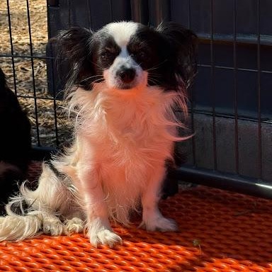 Enlarge Cowboy, a ADOPTABLE mixed breed in Danbury, CT image 2/2