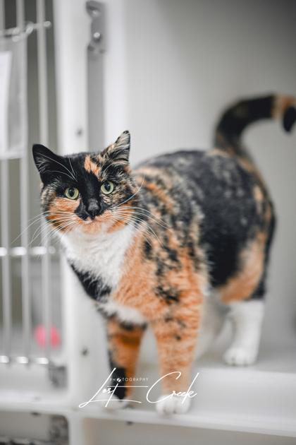 Cali — thumbnail 2