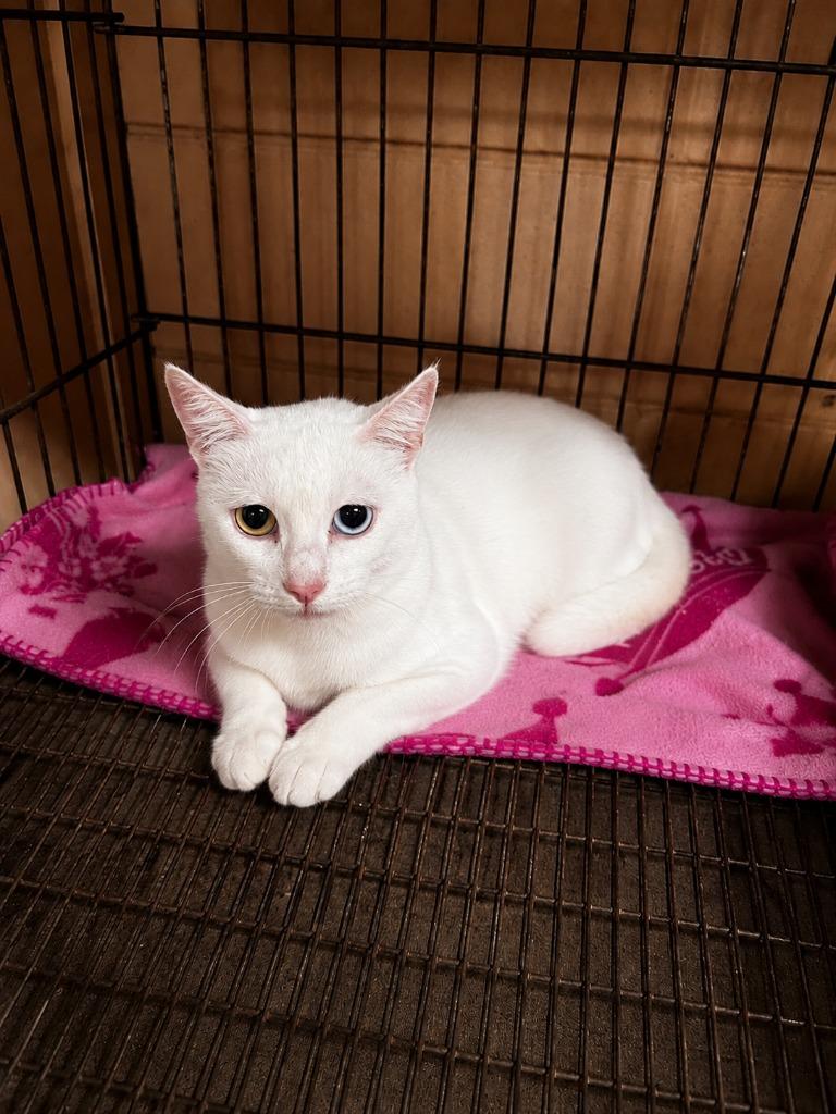 Omelette, Adoptable, Young Female Domestic Short Hair.