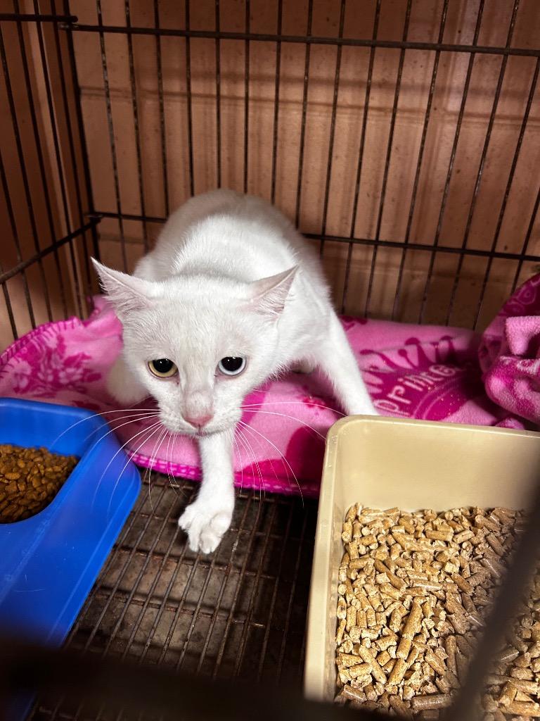 Enlarge Omelette, a Adoptable mixed breed in Gautier, MS image 2/2