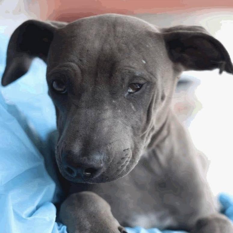 Sher-Bark Homes, Adopted, Young Male Labrador Retriever.