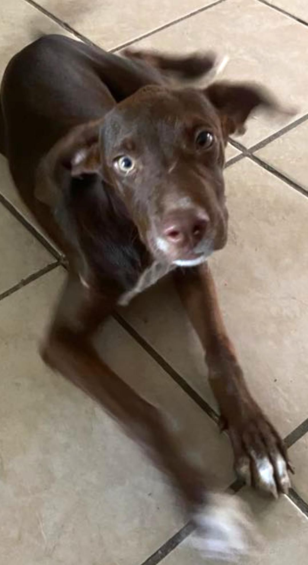 Morris(3) — thumbnail 2