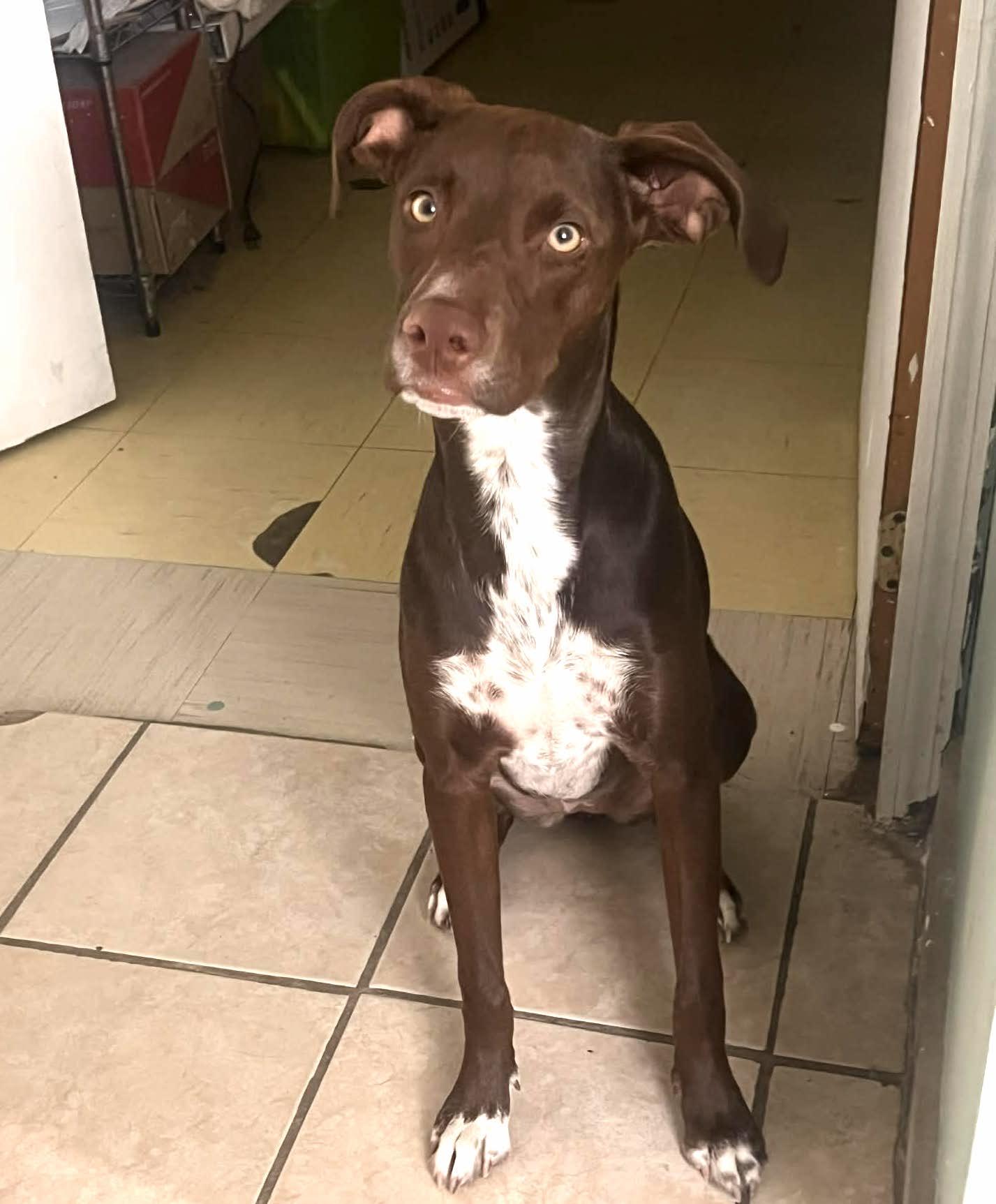 Morris(3) — thumbnail 4