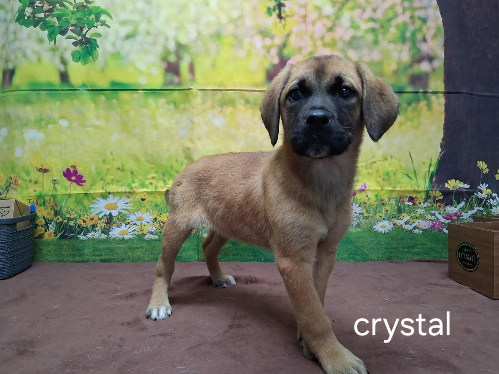 Crystal, adopted, Puppy Female Labrador Retriever.
